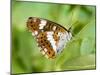 White Admiral Butterfly at Rest on Honeysuckle with Wings Closed, UK-Andy Sands-Mounted Photographic Print