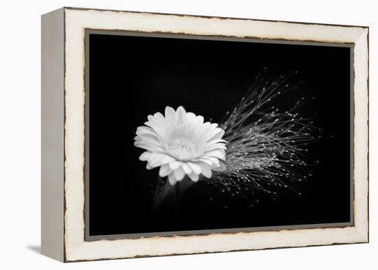 White Affection-Philippe Sainte-Laudy-Framed Premier Image Canvas
