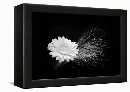 White Affection-Philippe Sainte-Laudy-Framed Premier Image Canvas