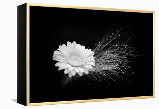 White Affection-Philippe Sainte-Laudy-Framed Premier Image Canvas