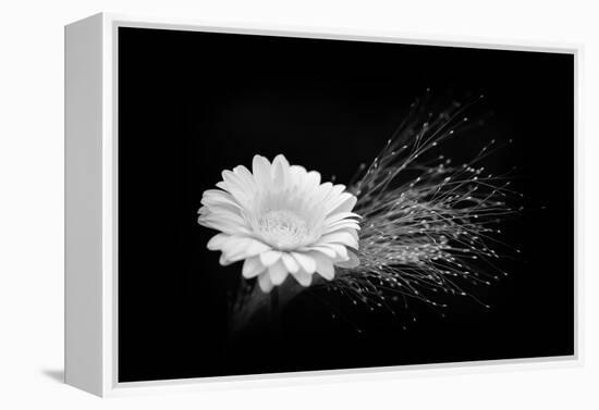 White Affection-Philippe Sainte-Laudy-Framed Premier Image Canvas