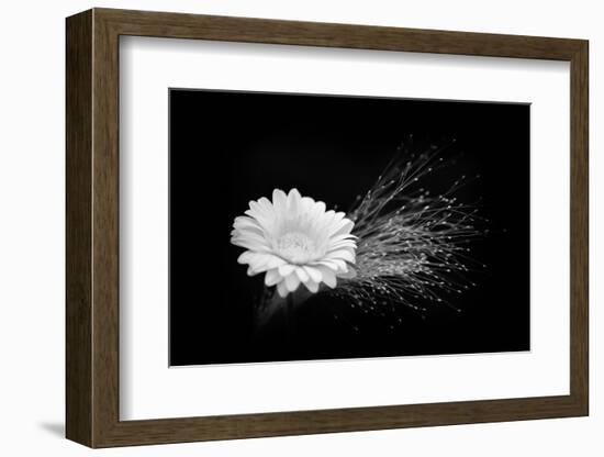 White Affection-Philippe Sainte-Laudy-Framed Photographic Print