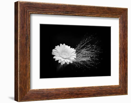 White Affection-Philippe Sainte-Laudy-Framed Photographic Print