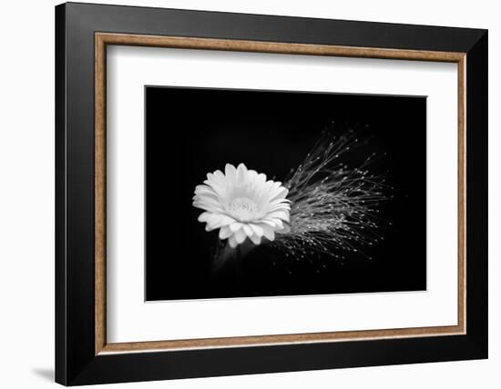 White Affection-Philippe Sainte-Laudy-Framed Photographic Print