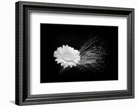 White Affection-Philippe Sainte-Laudy-Framed Photographic Print