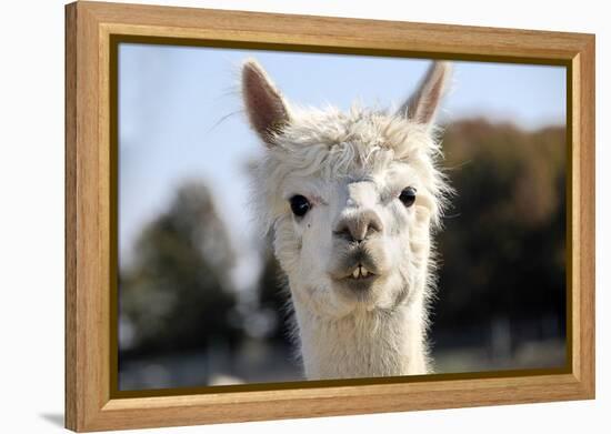 White Alpaca-BLFInk-Framed Premier Image Canvas