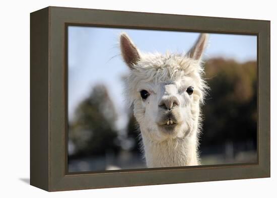 White Alpaca-BLFInk-Framed Premier Image Canvas