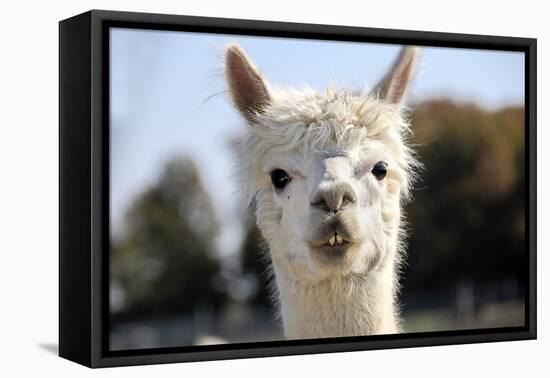 White Alpaca-BLFInk-Framed Premier Image Canvas