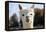 White Alpaca-BLFInk-Framed Premier Image Canvas