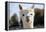 White Alpaca-BLFInk-Framed Premier Image Canvas