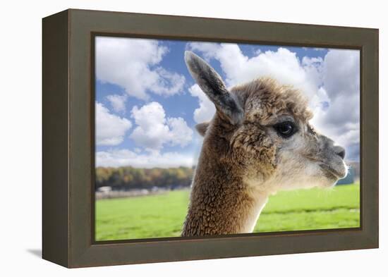 White Alpaca-BLFInk-Framed Premier Image Canvas