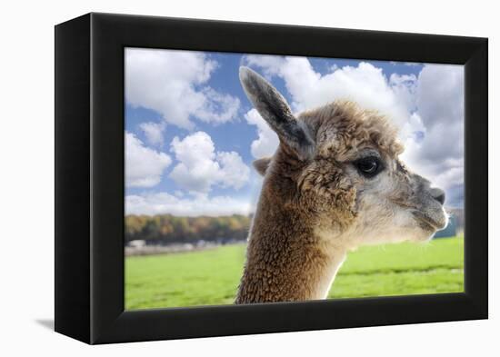 White Alpaca-BLFInk-Framed Premier Image Canvas