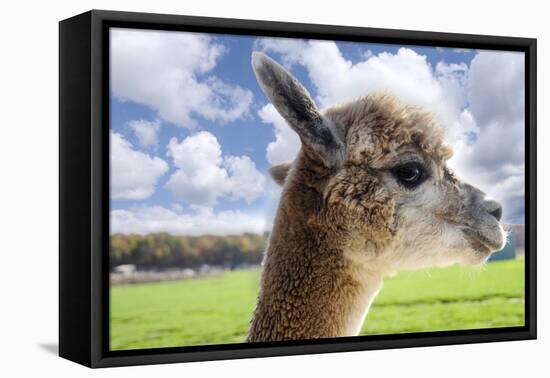 White Alpaca-BLFInk-Framed Premier Image Canvas