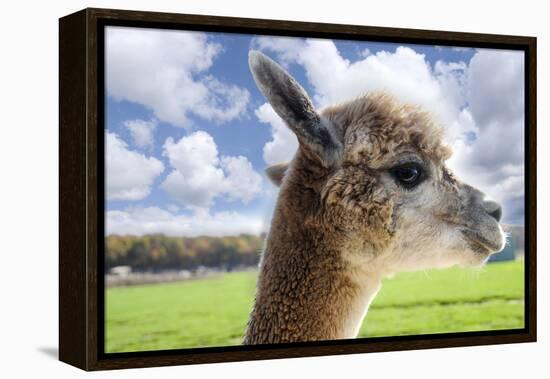 White Alpaca-BLFInk-Framed Premier Image Canvas