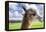 White Alpaca-BLFInk-Framed Premier Image Canvas