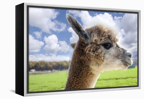 White Alpaca-BLFInk-Framed Premier Image Canvas