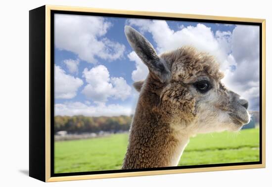 White Alpaca-BLFInk-Framed Premier Image Canvas