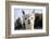 White Alpaca-BLFInk-Framed Photographic Print