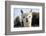 White Alpaca-BLFInk-Framed Photographic Print