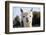 White Alpaca-BLFInk-Framed Photographic Print