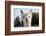 White Alpaca-BLFInk-Framed Photographic Print