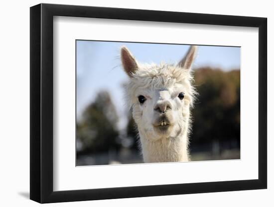 White Alpaca-BLFInk-Framed Photographic Print