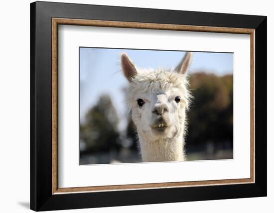 White Alpaca-BLFInk-Framed Photographic Print