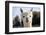 White Alpaca-BLFInk-Framed Photographic Print