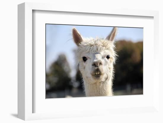 White Alpaca-BLFInk-Framed Photographic Print