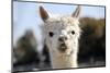 White Alpaca-BLFInk-Mounted Photographic Print