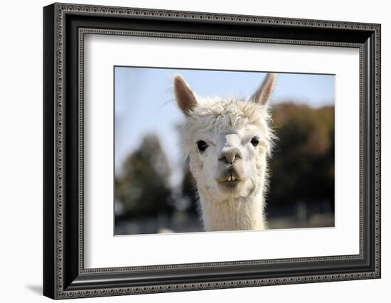 White Alpaca-BLFInk-Framed Photographic Print