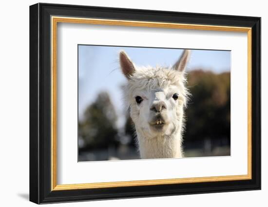 White Alpaca-BLFInk-Framed Photographic Print