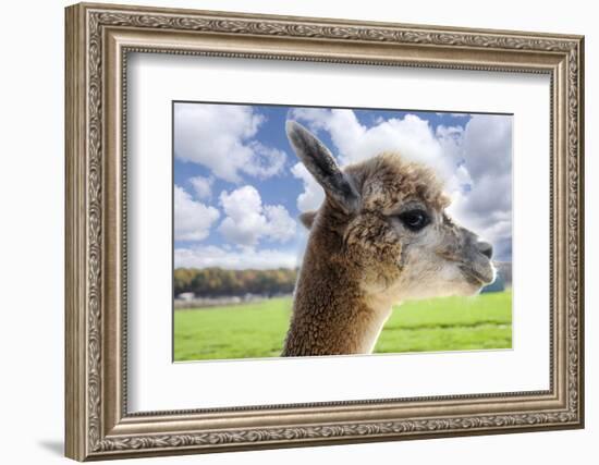 White Alpaca-BLFInk-Framed Photographic Print