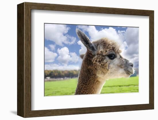 White Alpaca-BLFInk-Framed Photographic Print