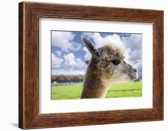 White Alpaca-BLFInk-Framed Photographic Print