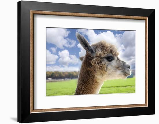 White Alpaca-BLFInk-Framed Photographic Print