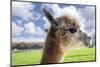 White Alpaca-BLFInk-Mounted Photographic Print