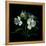 White Alstroemeria-Magda Indigo-Framed Premier Image Canvas