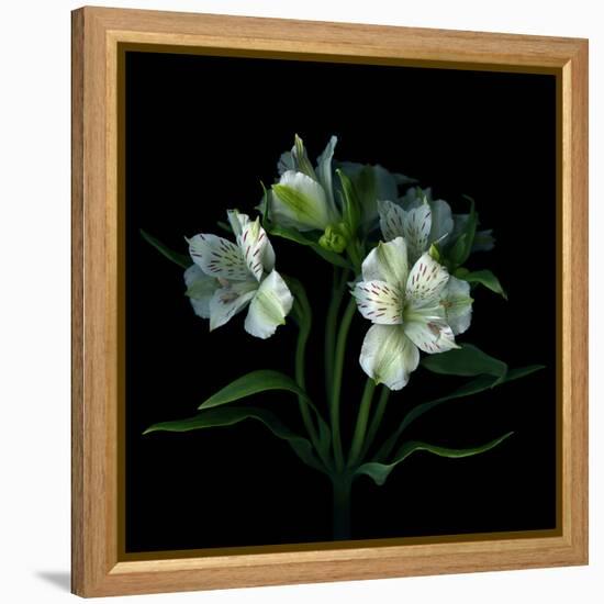 White Alstroemeria-Magda Indigo-Framed Premier Image Canvas