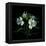 White Alstroemeria-Magda Indigo-Framed Premier Image Canvas