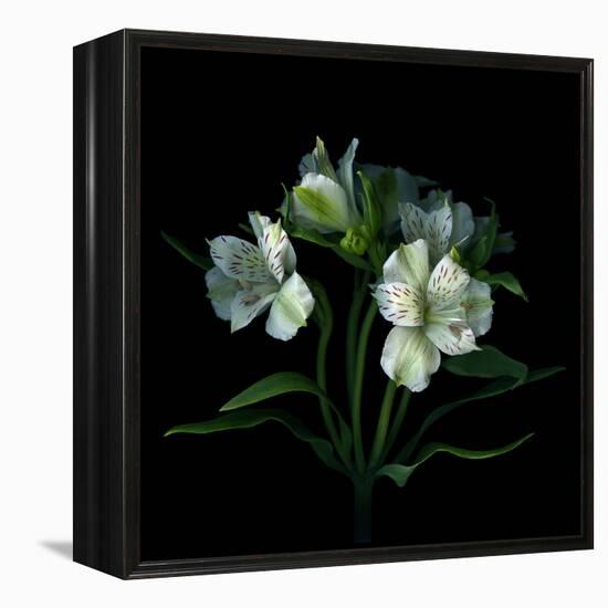 White Alstroemeria-Magda Indigo-Framed Premier Image Canvas