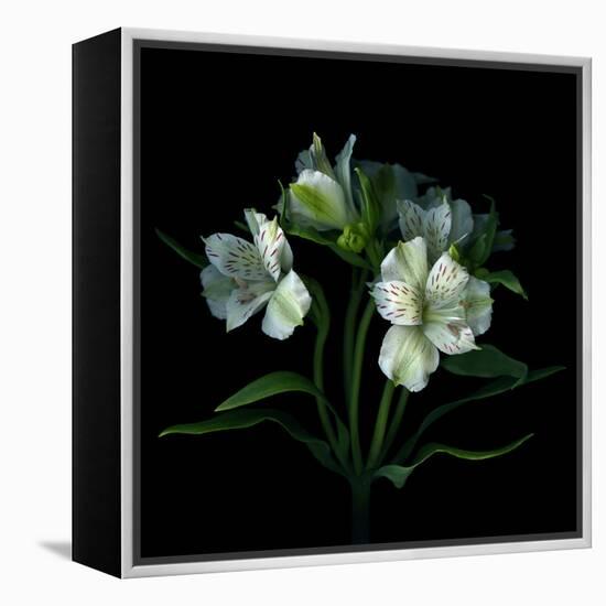 White Alstroemeria-Magda Indigo-Framed Premier Image Canvas