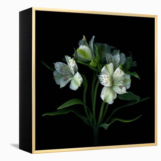 White Alstroemeria-Magda Indigo-Framed Premier Image Canvas