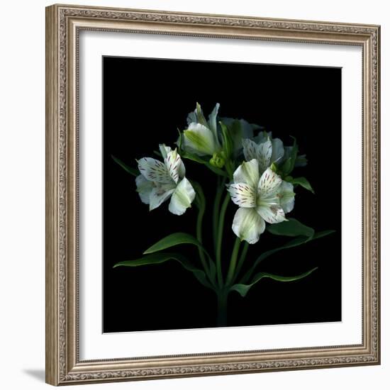 White Alstroemeria-Magda Indigo-Framed Photographic Print