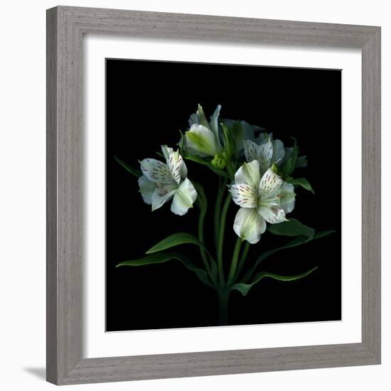 White Alstroemeria-Magda Indigo-Framed Photographic Print