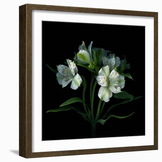 White Alstroemeria-Magda Indigo-Framed Photographic Print