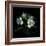 White Alstroemeria-Magda Indigo-Framed Photographic Print