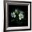 White Alstroemeria-Magda Indigo-Framed Photographic Print