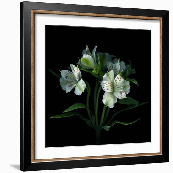 White Alstroemeria-Magda Indigo-Framed Photographic Print