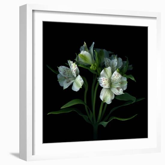 White Alstroemeria-Magda Indigo-Framed Photographic Print